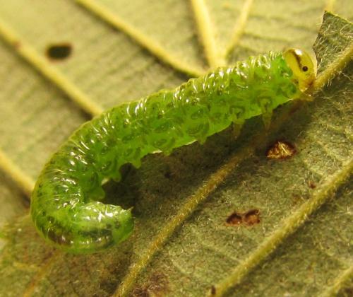 Réf. 250 675 : Euura viridissima