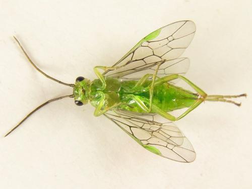 Réf. 250 679 : Euura viridissima