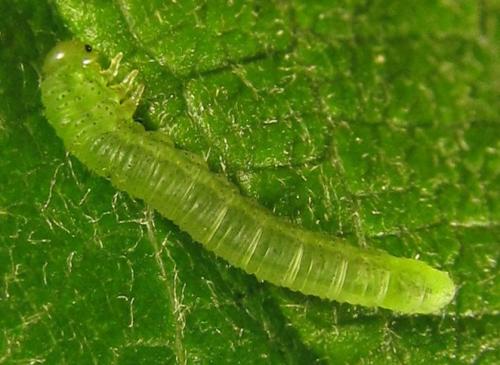 Euura sp.