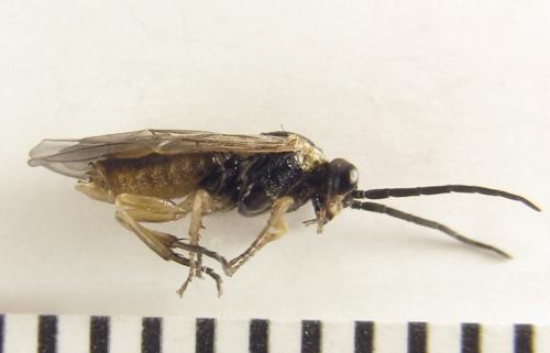Réf. 250 899 : Euura sp.