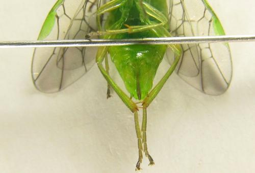 Réf. 250 681 : Euura viridissima