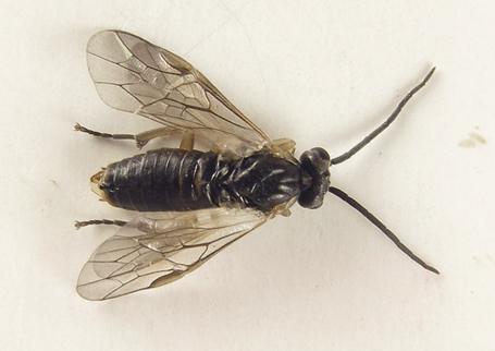 Réf. 250 901 : Euura sp.