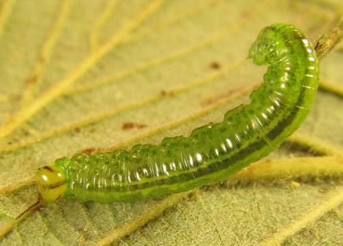 Réf. 250 677 : Euura viridissima