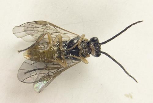 Réf. 250 902 : Euura sp.