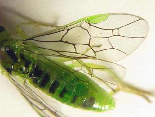 Réf. 250 683 : Euura viridissima