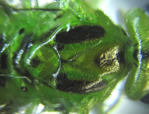 Réf. 250 685 : Euura viridissima