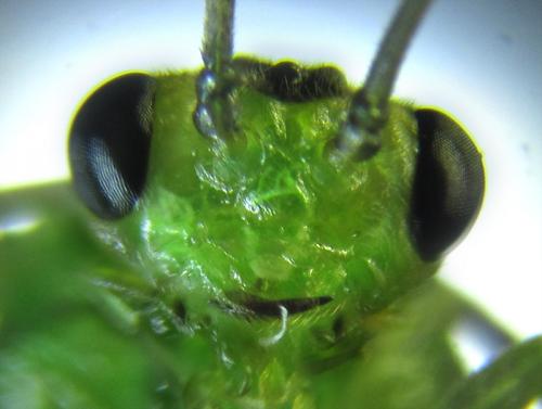 Réf. 250 686 : Euura viridissima
