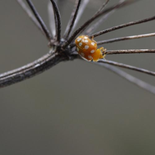Réf. 250 871 : Halyzia sedecimguttata