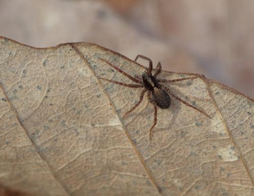 Pardosa sp.