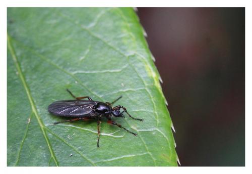 Bibio sp.