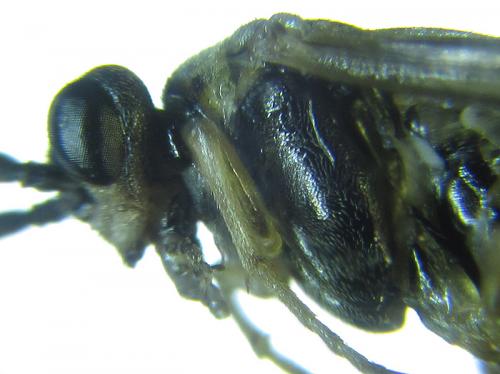 Réf. 250 906 : Euura sp.