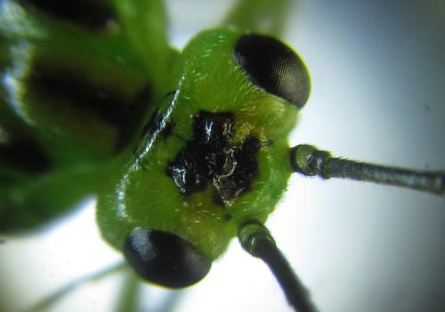 Réf. 250 688 : Euura viridissima