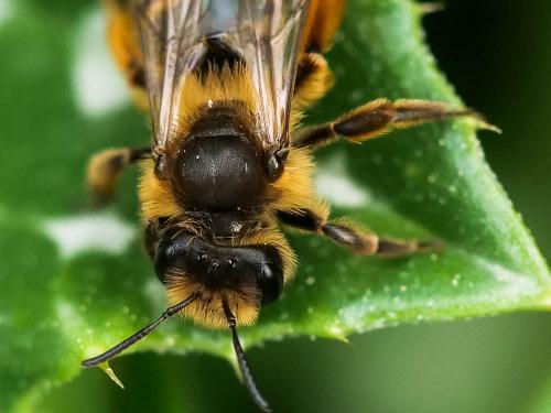 Andrena flavipes