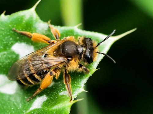 Andrena flavipes
