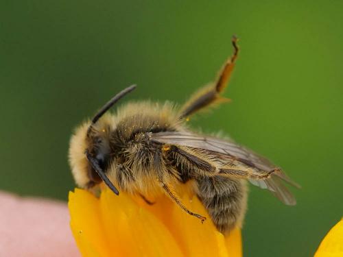 Réf. 250 090 : Andrena sp.