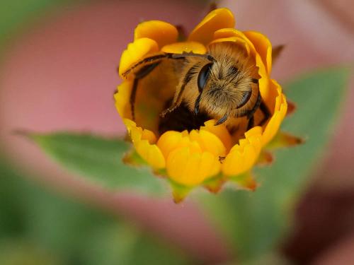 Andrena sp.