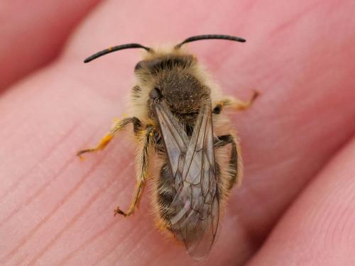 Andrena sp.