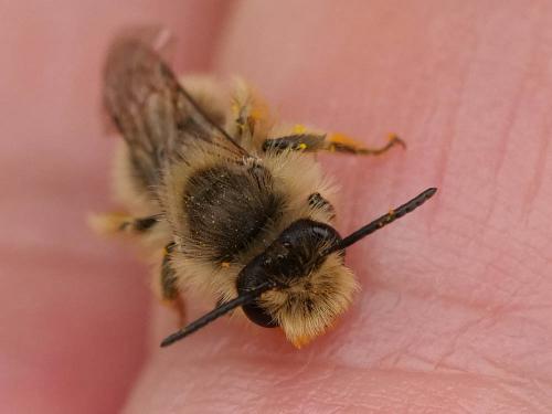 Andrena sp.