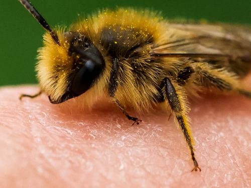 Réf. 250 263 : Andrena sp.