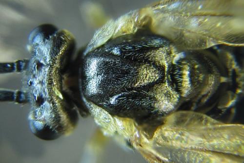 Réf. 250 907 : Euura sp.