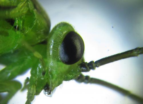 Réf. 250 690 : Euura viridissima