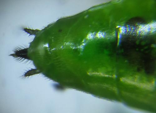 Réf. 250 691 : Euura viridissima