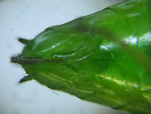Réf. 250 692 : Euura viridissima