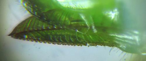 Euura viridissima