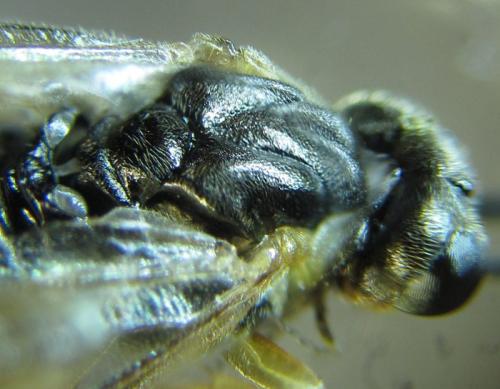 Réf. 250 912 : Euura sp.