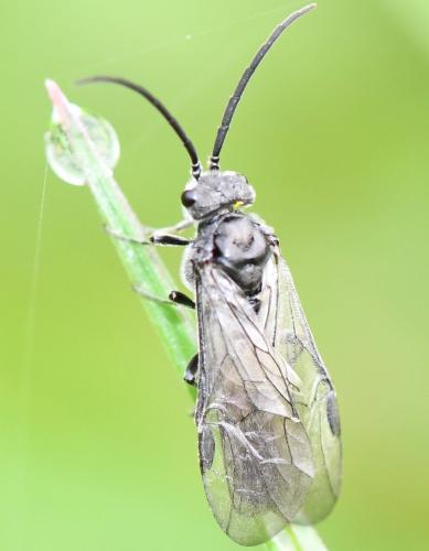 Dolerus sp.