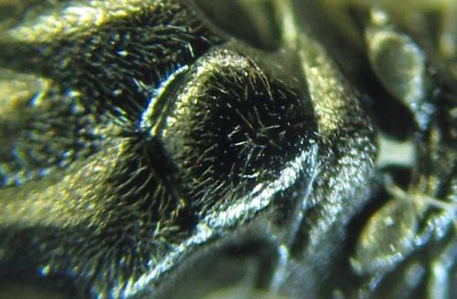 Réf. 250 913 : Euura sp.