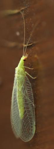 Chrysoperla (carnea)