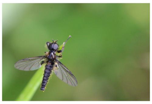 Bibio reticulatus