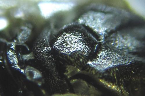 Réf. 250 914 : Euura sp.