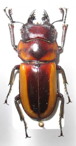 Prosopocoilus modestus