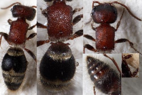 Réf. 250 276 : Myrmilla calva