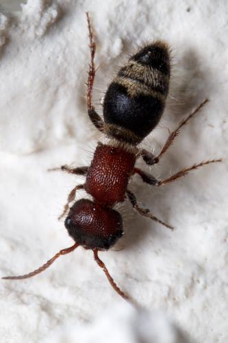 Réf. 250 274 : Myrmilla calva