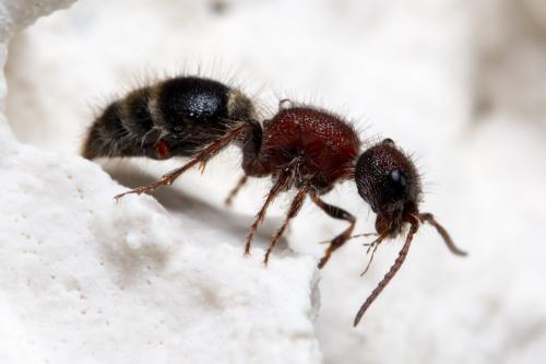 Réf. 250 275 : Myrmilla calva