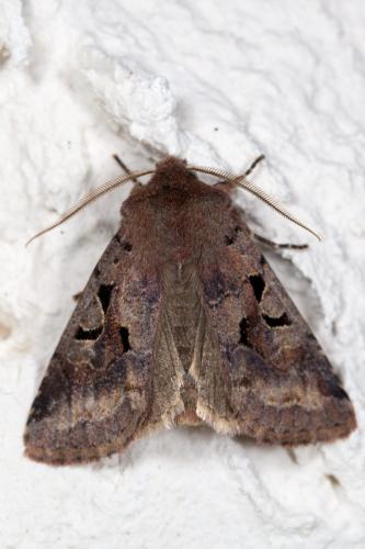 Réf. 250 797 : Orthosia gothica