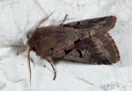 Réf. 250 799 : Orthosia gothica