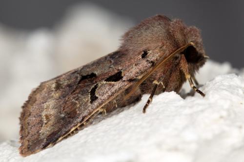 Réf. 250 798 : Orthosia gothica