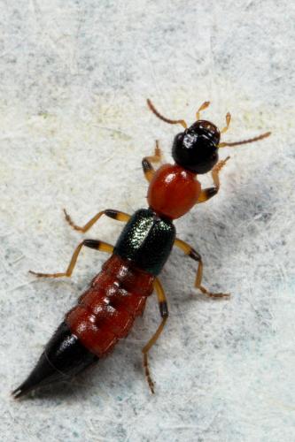 Réf. 250 919 : Paederus littoralis