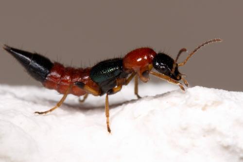 Réf. 250 920 : Paederus littoralis