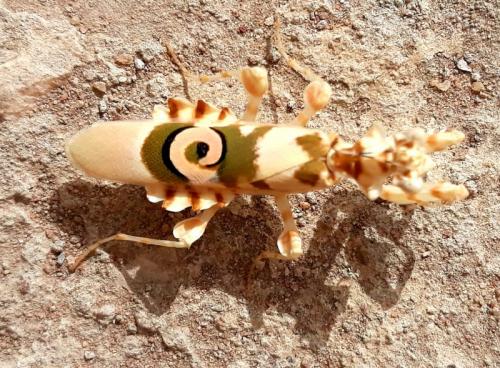 Réf. 250 270 : Pseudocreobotra ocellata