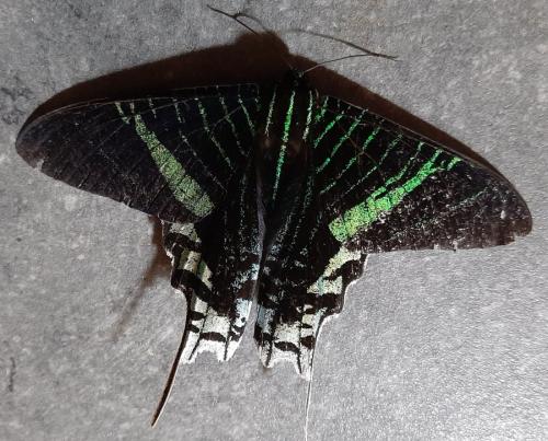 Urania leilus