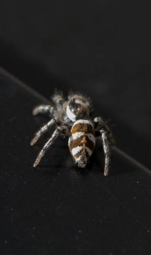 Réf. 250 260 : Salticus scenicus