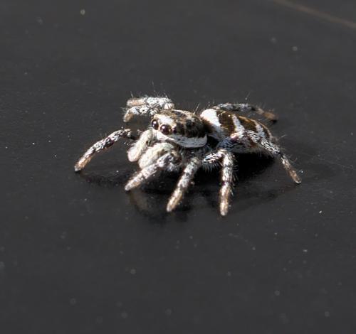 Salticus scenicus