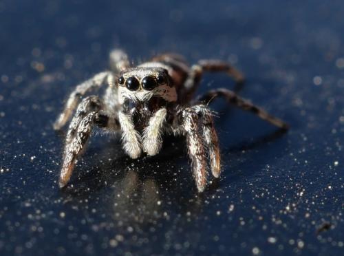 Salticus scenicus