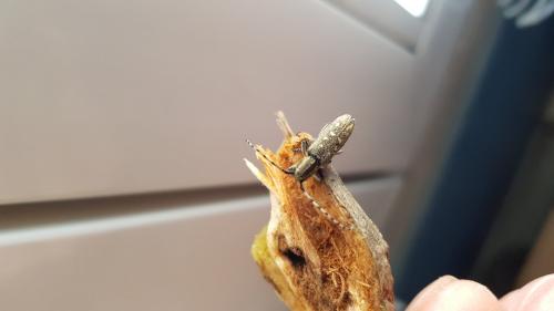 Saperda populnea