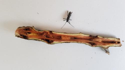 Saperda populnea